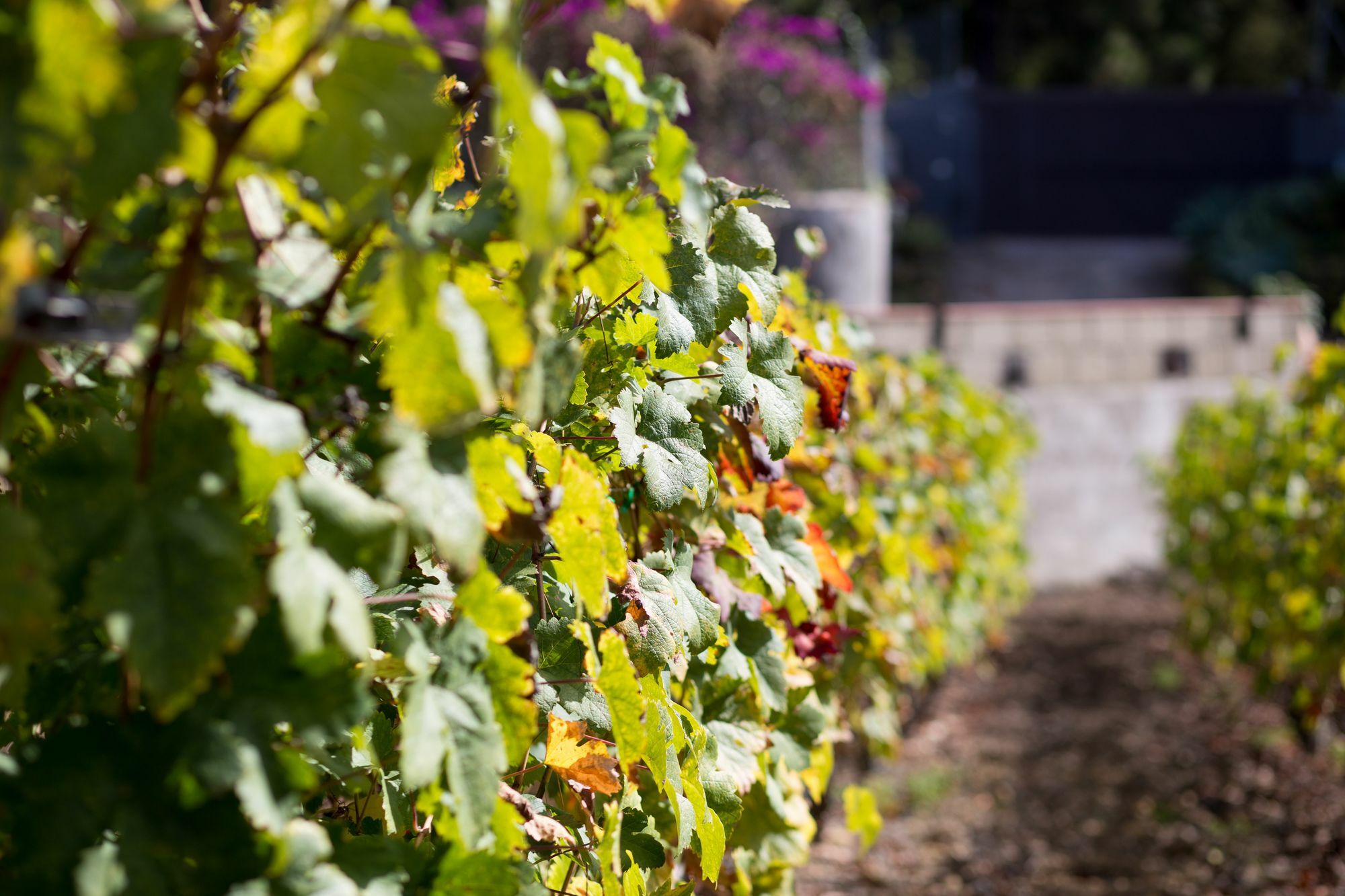 Finca Casa Yaya Icod de los Vinos Kültér fotó